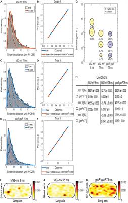 Real-Time Messenger RNA Dynamics in Bacillus subtilis